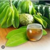 Tropical Leaves 100Fresh Organic Soursop Graviola Guyabano Guanábana Anno