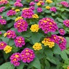 50+Mix Lantana Seeds for Planting -Perennial Seeds Garden Plants Outdoors
