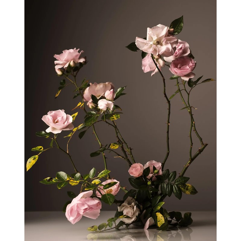 Homecourt Surface Cleaner Spray, All-Purpose, Clean Formula, 16 fl oz