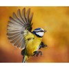 Tom Chambers Bird Nutty Ball Mesh Peanut Feeder, Transparent, VIT-26306