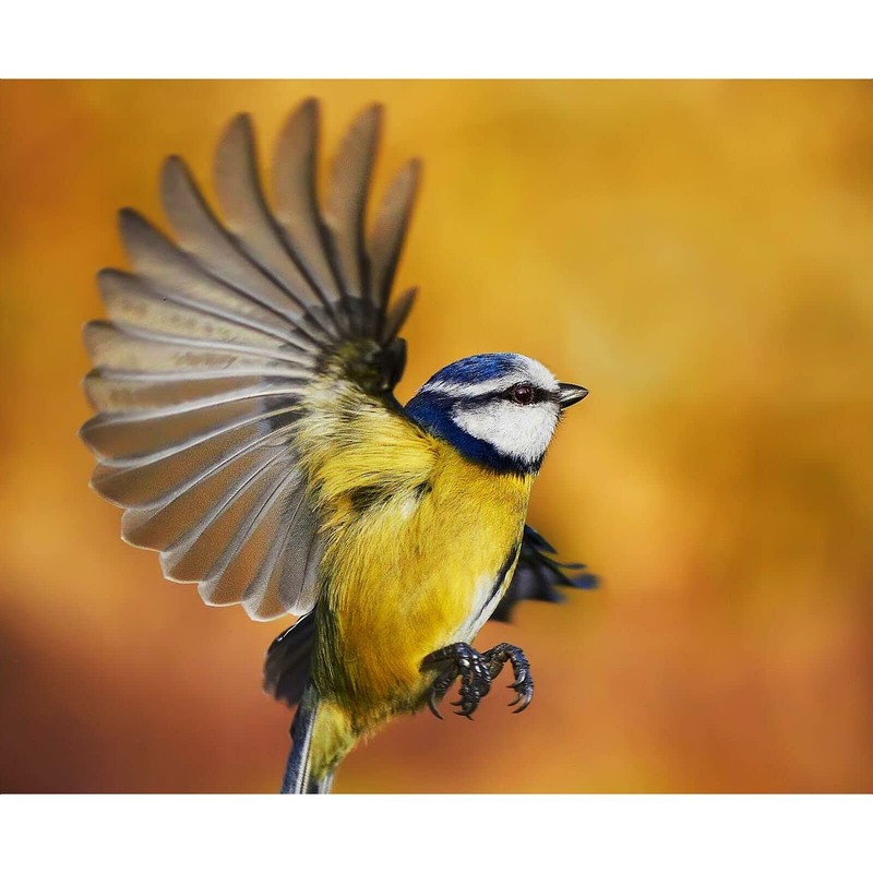 Tom Chambers Bird Nutty Ball Mesh Peanut Feeder, Transparent, VIT-26306
