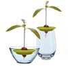 Romberg Avocado Kit | for Growing Avocado Plants | Free