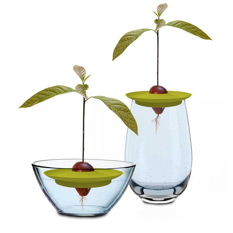 Romberg Avocado Kit | for Growing Avocado Plants | Free