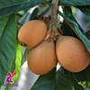 Alebrixes | Loquat Leaves Herbal Tea (4oz)| Premium Quality Whole