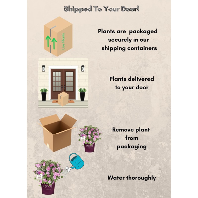 2 Gal. Autumn Carnation Shrub