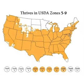 Hibiscus 🌺🌺 MADAGASCAR hibiscus MOSCHEUTOS mallow Malvaceae STARTER Live PLANT US ship