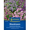 Kiepenkerl Blue Cushion Superbissima Mix 106063