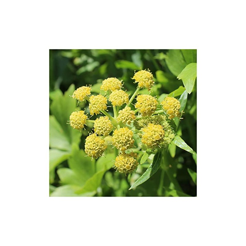 Everwilde Farms - 1/4 Lb Lovage Herb Seeds - Gold