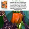 Orange Sun Bell Pepper Seeds (Capsicum annuum) – 100+ Non-GMO