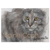 Maine Coon Aquarelle (Wandkalender 2026 DIN A2 quer), CALVENDO Monatskalender: