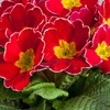 Outsidepride Danova Cherry Edge Common Primrose Seeds - 25 Pcs