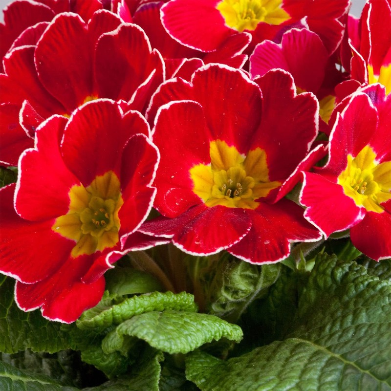 Outsidepride Danova Cherry Edge Common Primrose Seeds - 25 Pcs