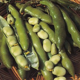 Bolly Bulbs® - The Sutton - Autumn or Spring Planting Broad Beans - (35 Seeds)