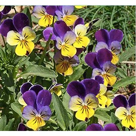 5,000 Johnny Jump up Seeds - Favorite Wildflower of Childhood