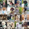 BELLA & PAL Step in Vest Harness for Small and