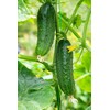 Cucumber Seeds, 100+ Straight Eight, Heirloom, Non GMO Seeds, Cucumis