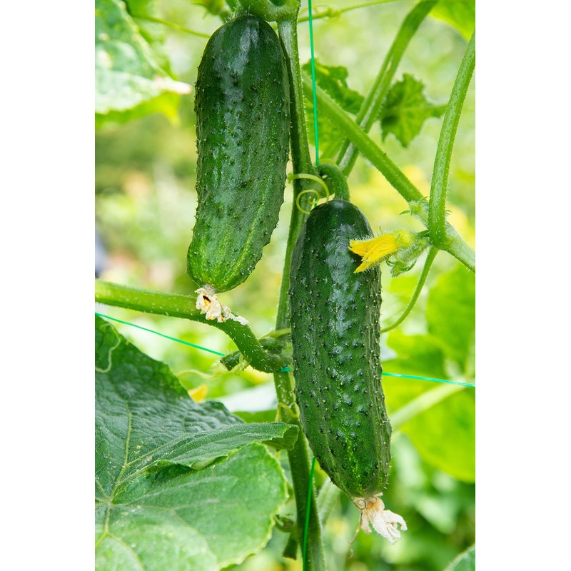 Cucumber Seeds, 100+ Straight Eight, Heirloom, Non GMO Seeds, Cucumis