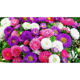 500+Creco China Aster Seeds Mix Cut Flower Seeds Garden USA
