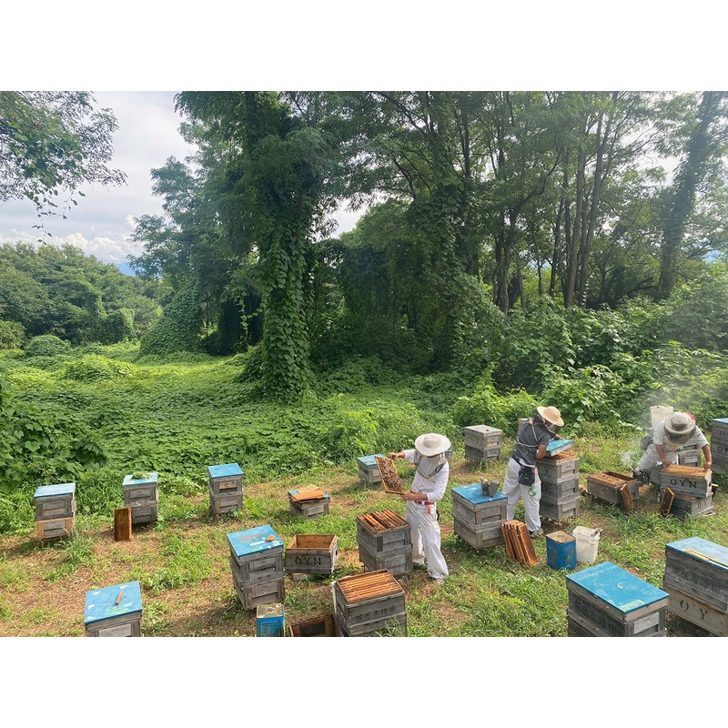 Ogihara Bee Garden Acacia Honey Made in Japan in One