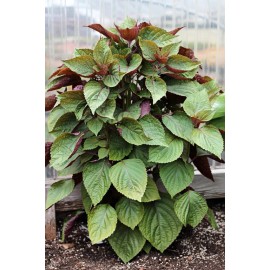 TomorrowSeeds Vietnamese Perilla (Shiso) Seeds | La Tía Tô Asian Mint Thai Basil Seed for 2025