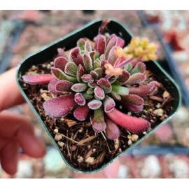 USKC Live Cactus and Succulent Plants (2" Pot Crassula Pubescens)