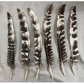 Custom Feathers 12 Juvenile Bronze Turkey Primary Wing Feathers Washer Out Pattern