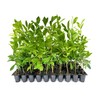 Eagleston Holly Tree | 10 Live Plants | Ilex X