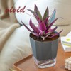 5 Pack Self Watering Plant Pots 5/6.7/8.4 in Self Watering