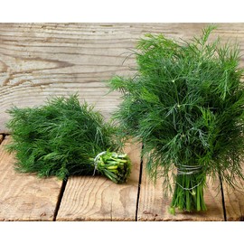 CEMEHA SEEDS - Seeds Dill Bush Type Non GMO Vegetable for Planting 2000 Seeds