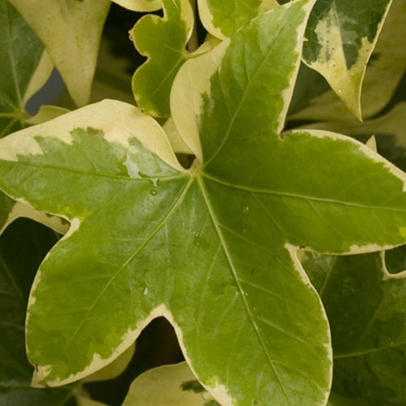 Angyo Star Fatshedera (3 Gallon) Evergreen Vine with Variegated Green