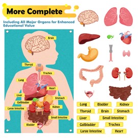 ChoirLingo Human Body Model for Kids - Body Parts Toys, Poster & Felt Board Cognitive Toy for Wall Play, Daycare Supplies & Teacher