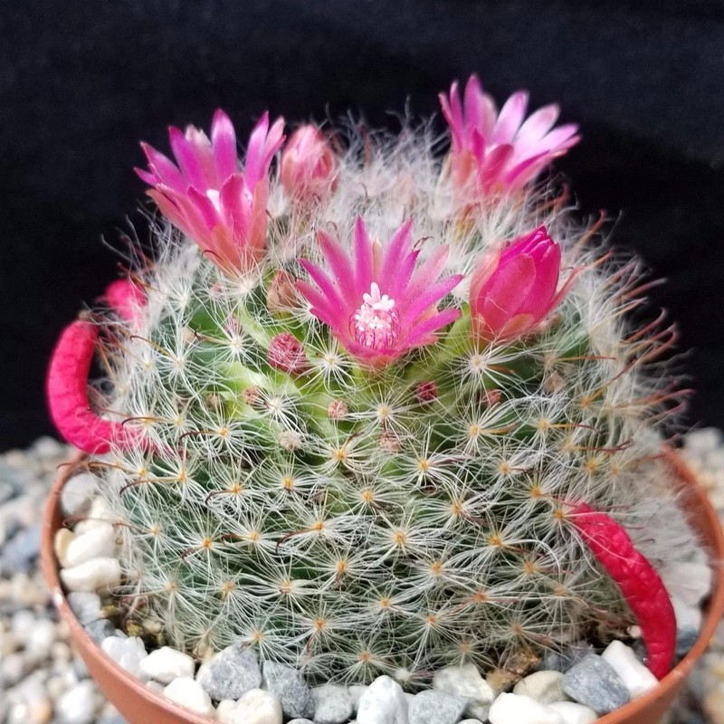 Mammillaria bocasana v. rosalviflora Cacti Cactus Succulent Real Live Plant
