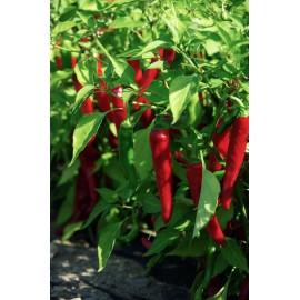 Southeast Seeds Cayenne Large Red Thick Pepper Seeds, NON-GMO, Variety Sizes Sold, FREE SHIP - 100 Seeds