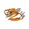 Generic Wild Himalayan Yarsha Gumba Or Cordyceps Sinensis Large Pieces