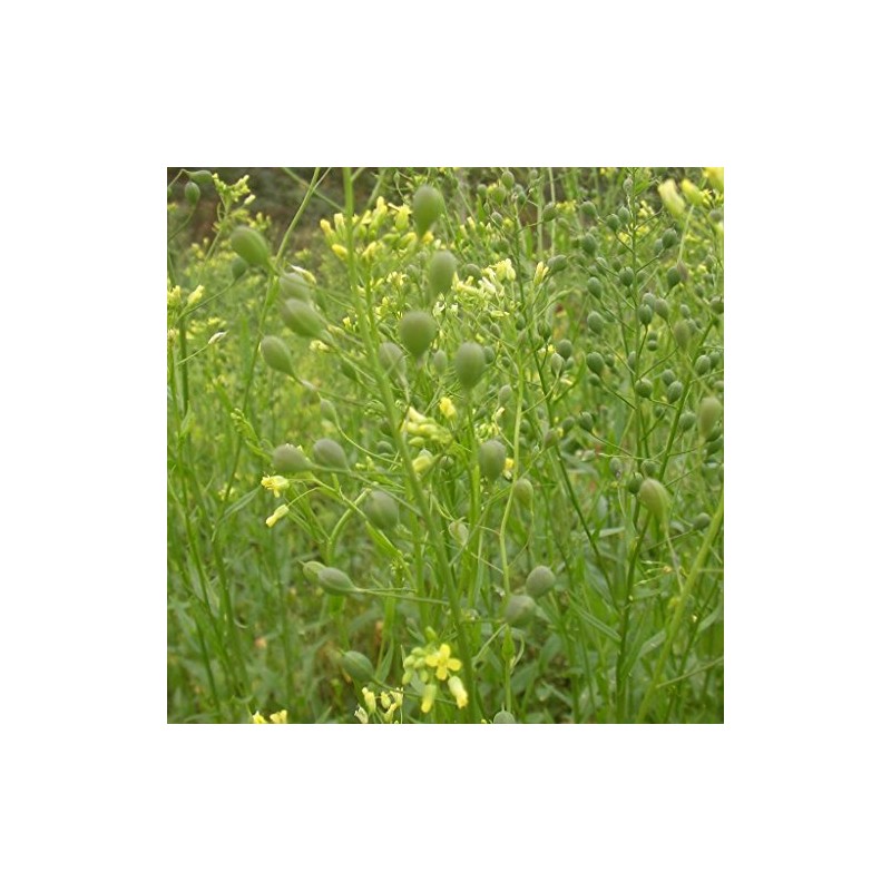 Palm Beach Medicinal Herbs - Camelina (Camelina Sativa) - Packet