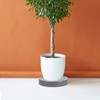 Plant with Easy Moving Caster Invisible Wheels, 9 Inch Round