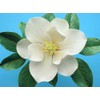 Southern Magnolia Double-sided Leaf Veiners