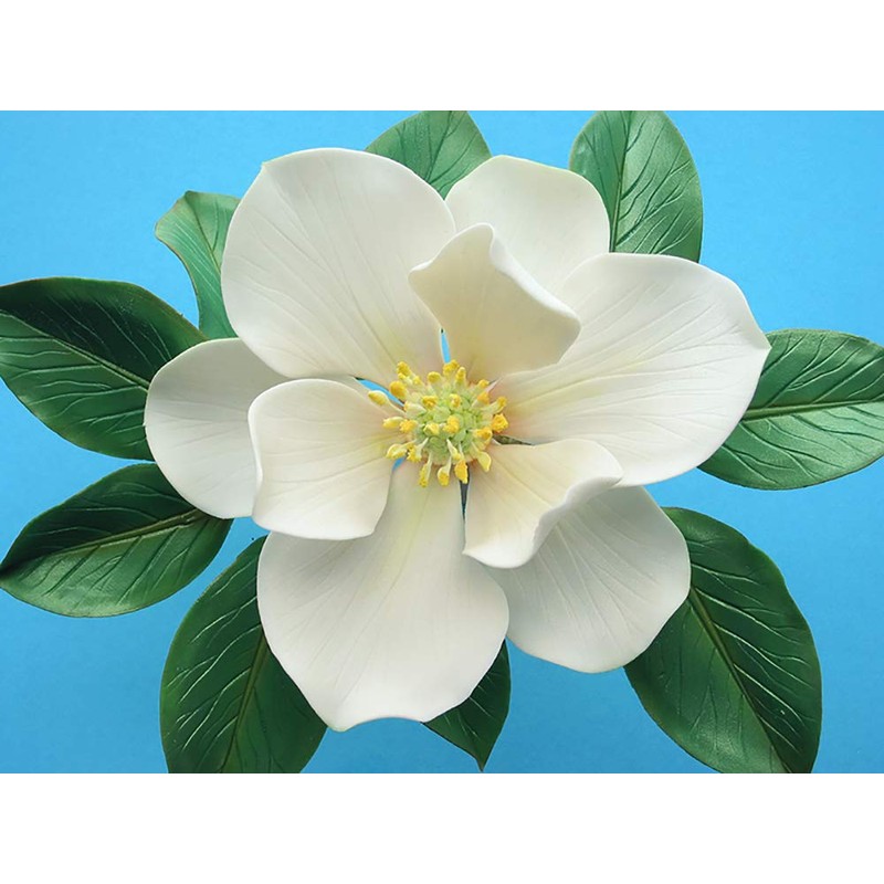 Southern Magnolia Double-sided Leaf Veiners