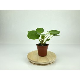 Variegated Pilea peperomioides 'White Splash' (2" Pot/Starter Plant)