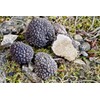 Spoers Black Truffle Mushrooms Dried Mycelium Seeds Spawn Substrate for
