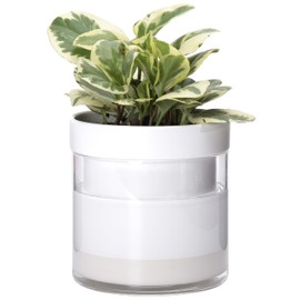 Phoenix Vine 6 Inch Self Watering Planter, White Terracotta Clay Pot with Glass Reservoir for Indoor Plants, Herbs, Flowers, Set of 1, 52-B-F-1