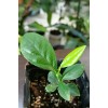 Eureka Live Fruit Tree Lemon Eureka Growers Choice Starter Seedling