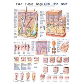 Erler Zimmer Anatomical Chart Skin Hair Nails Teaching Aid 2 Sizes 70 cm x 100 cm