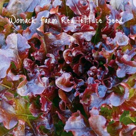 Womack Farm Salad Bowl Red Lettuce, 150+ Seeds. Heirloom~Non-G
