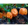 Scotch Bonnet Freeport Orange Pepper Seeds