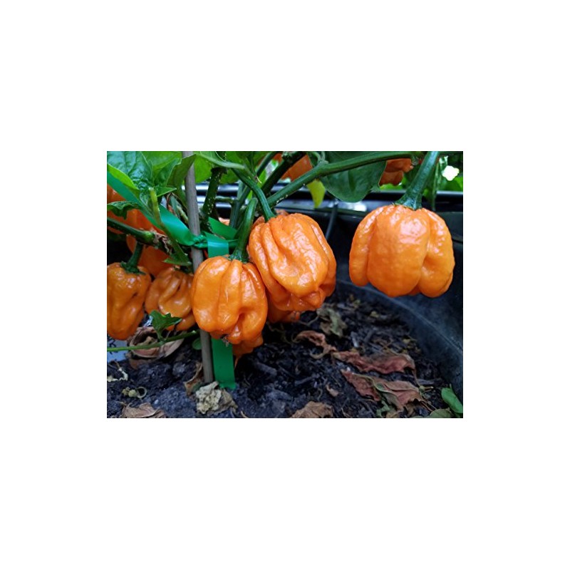 Scotch Bonnet Freeport Orange Pepper Seeds