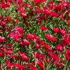 Outsidepride Flax Scarlet - 5000 Seeds