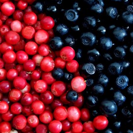 Protgt Blend Maqui Berry | Polvo de bayas de Maqui con Arándano| Poderoso Antioxidante | Vegano | Keto