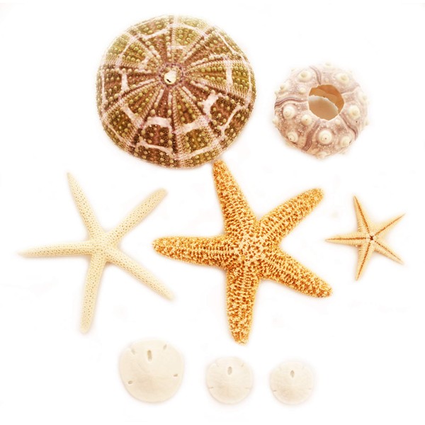 Florida Shells & Gifts: Coastal Sampler: Sea Urchin, Starfish and