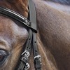 Waldhausen Star Bridle Basic Warmblood Black